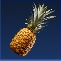 Wild Pineapple